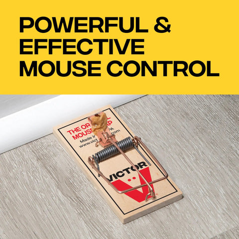 Top Tier Reusable Wooden Snap Mouse Traps 12 Pack Heavy Duty Rodent Control For Indoor Spaces That Catches Mice Quick And Saves Your Pad From Nightly Rats With Absolutely Zero Drama on wooden floor.