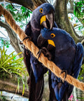 Two hyacinth macaws perched on a natural jute rope, 1.5 inch diameter, 50 feet long, surrounded by lush greenery.
