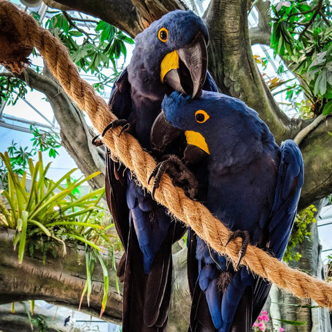 Two hyacinth macaws perched on a natural jute rope, 1.5 inch diameter, 50 feet long, surrounded by lush greenery.