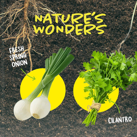 Fresh spring onion and cilantro on soil with roots illustration.