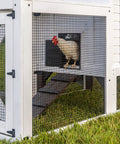 Sweetwater Cedar Chicken Coop For 4 To 6 Chickens with elevated roosting area, wire mesh protection, and a visible rooster inside.