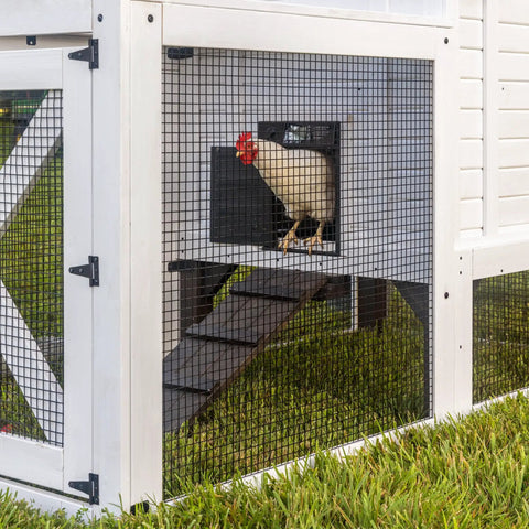 Sweetwater Cedar Chicken Coop For 4 To 6 Chickens with elevated roosting area, wire mesh protection, and a visible rooster inside.