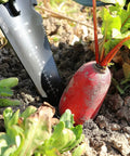 Heavy Duty Stainless Steel Garden Shovel With Serrated Edge For Digging near radish in soil, showing V-shaped tip use