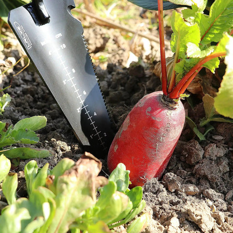 Heavy Duty Stainless Steel Garden Shovel With Serrated Edge For Digging near radish in soil, showing V-shaped tip use