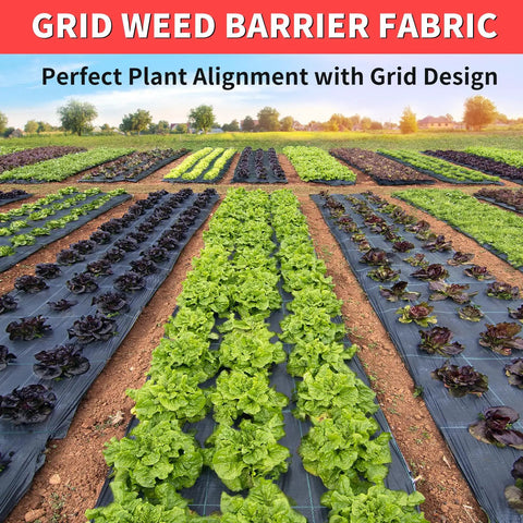 Rows of crops planted using a Heavy Duty Weed Barrier Landscape Fabric 3Ft By 300Ft With Visual Planting Grid for garden bed setup.