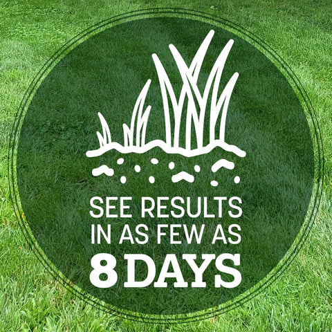 Premium Kentucky 31 Tall Fescue Grass Seed To Build A Badass Drought Resistant Lawn sprouts visible in lush green grass.