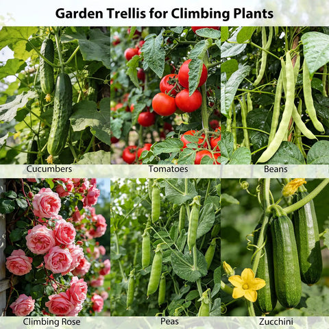 Garden trellis for climbing plants, showcasing cucumbers, tomatoes, beans, climbing roses, peas, and zucchini.