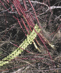 Heavy Duty Triple Chain Shrub And Clump Remover Tool gripping red branches for quick root and overgrowth extraction.