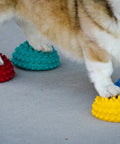 Dog balancing on colorful Pawsome Four Flexible Paw Pods For Dog Agility Training Boost Dynamic Balance And Coordination With Sensory Bumps