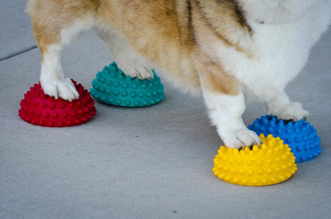 Dog balancing on colorful Pawsome Four Flexible Paw Pods For Dog Agility Training Boost Dynamic Balance And Coordination With Sensory Bumps