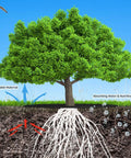 Illustration of 16 Pack 32 Point 2 Inch Non Woven Tree Mulch Rings Weed Barrier Mats Reusable Landscape Protector on tree roots.