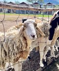 Sheep behind a wire fence on a farm with other sheep grazing in the background.