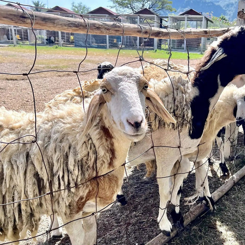 Sheep behind a wire fence on a farm with other sheep grazing in the background.