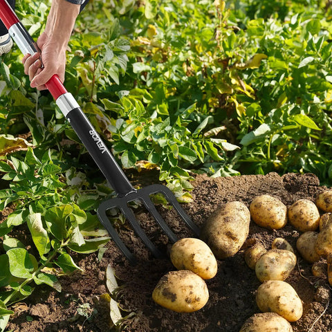 Heavy Duty Garden Fork With Fiberglass Handle 4 Tine Spading Fork 45 Inch Digging Fork With Y Grip used for harvesting potatoes