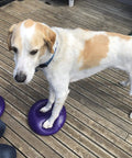 Dog using Balance Disc Cushion 14 Inch For Dogs With Pump And 2 Rehab Exercises Anti Burst Portable Dog Therapy Disk on wooden deck