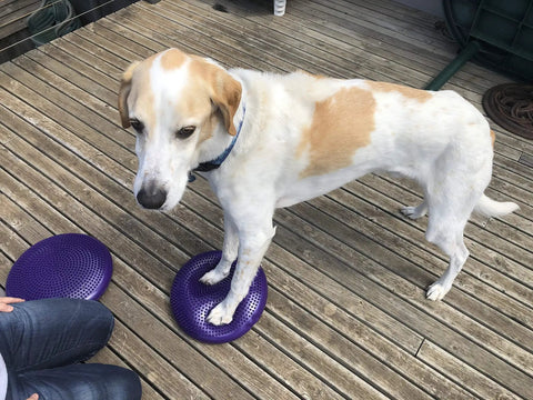 Dog using Balance Disc Cushion 14 Inch For Dogs With Pump And 2 Rehab Exercises Anti Burst Portable Dog Therapy Disk on wooden deck