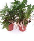 White Rabbit Foot Fern In A 4 Inch Pot Live Indoor Plant For Chill Low Maintenance Greenery Easy Care Fern For Shady Corners Home Office Decor Rich Lush Foliage Great Gift For Plant Lovers, two potted ferns