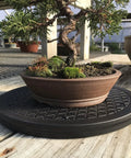 Mini Bonsai Tree Turntable With A Twelve Point Five Inch Base And Stainless Steel Ball Bearings 360 Degree Rotation