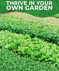 Deluxe 30 Pack Heirloom Vegetable Seeds Non GMO With 30 Different Varieties For A Dope Home Garden, High Germination