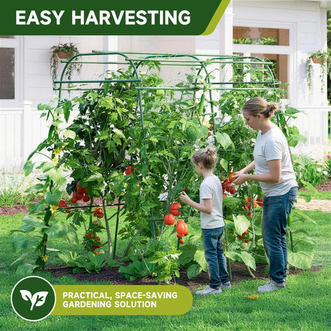Two people harvesting tomatoes from Big Garden Arch Trellis For Climbing Plants 63 Inch Long 68 Inch Wide 76 Inch High Heavy Duty Metal