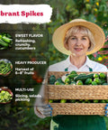 Woman in garden holding basket of cucumbers, promoting Muncher Burpless Seedless Cucumber Seeds For Home Garden And Containers Organic Non GMO Heirloom Cucumbers With Sweet Crunch 6 To 8 Inch Fruits Fast Germination In Warm Weather Ideal For Outdoor Planting.