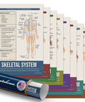Image of Eight Essential Human Body Systems Posters Set For Science Classrooms, A Must Have For K12 Teachers And Students, 12 x 18 Inch Posters, Made In USA, showing skeletal system poster prominently.