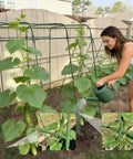 63 Inch Tall U Shape Cucumber Trellis For Raised Beds Garden Arch supports cucumbers with a person watering, heavy-duty steel, PE coating.