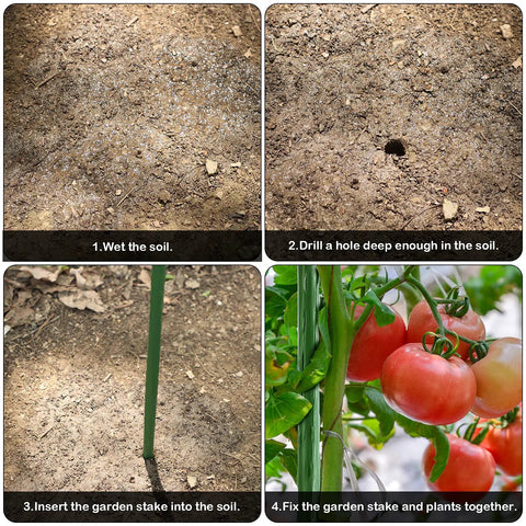 Four-step guide using Heavy Duty 24 Inch Garden Stakes 25 Pack Plastic Coated Metal Plant Supports For Tomatoes Beans And Trees