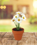 Bulk Daisy Planting Kit With 20 Genuine Terracotta 5cm Pots, Soil Pellets, And Seed Packets For Easy Planting on a wooden table
