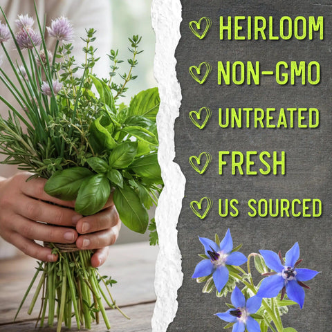 Person holding fresh herbs from Herb Seed Variety Pack for Indoor or Outdoor Gardens next to list of heirloom, non-GMO features.