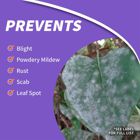 Infuse Systemic Disease Control Concentrate For Lawn And Ornamentals Broad Spectrum Fungicide for preventing blight and mildew
