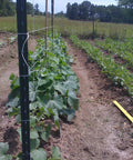 6300 Ft Tomato Twine For Trellising Gardens Heavy Duty Poly Garden String used for supporting plants in a garden