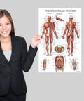 Muscle And Skeleton And Periodic Table Posters Set For Kids Laminated 18 By 24 Inch Wall Posters 3 Pack Kid Friendly
