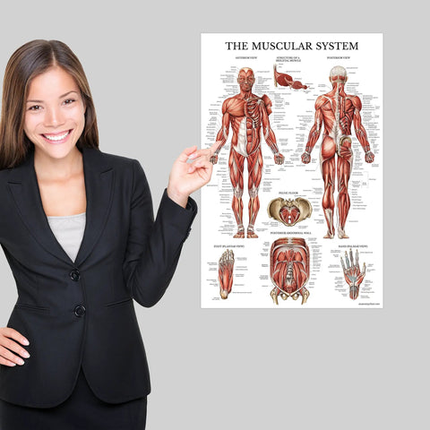 Muscle And Skeleton And Periodic Table Posters Set For Kids Laminated 18 By 24 Inch Wall Posters 3 Pack Kid Friendly