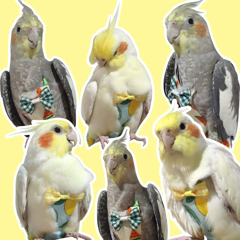 Blue Parrot Harness Flight Suit Diaper With 80 Inch Flying Leash Rope For Parrots And Small Birds, Bird Clothes For Conure And Cockatiel