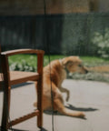 Ultra Fine Mosquito Netting Sheet No See Um Mesh For Indoor Outdoor Use, covering doorway with dog outside on patio.