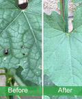 Before and after image of garden leaves with holes and Four By Ten Foot Garden Netting Pest Barrier For Plants Keeps Bugs Out While Air Flows Fine Mesh 0.8mm By 1mm Bird Mosquito Barrier Netting For Garden Greenhouse Row Nets Fruit Trees Vegetables.