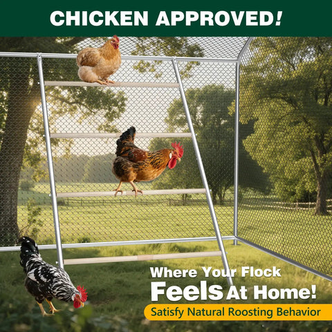 Natural Wood Chicken Perch Roosting Bars For Coop And Backyard Poultry in use by chickens outdoors