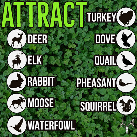 Four Clover Combo Blend Perennial Food Plot Seed 15 Lb EcoPack wildlife attractant illustration