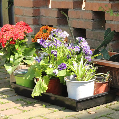 10 Pack Seed Trays Reusable Plant Grow Trays For Seed Starting Microgreens Indoor Gardening And Greenhouse Nurseries No Drain Holes Twenty By Ten Inches Stackable Value Pack