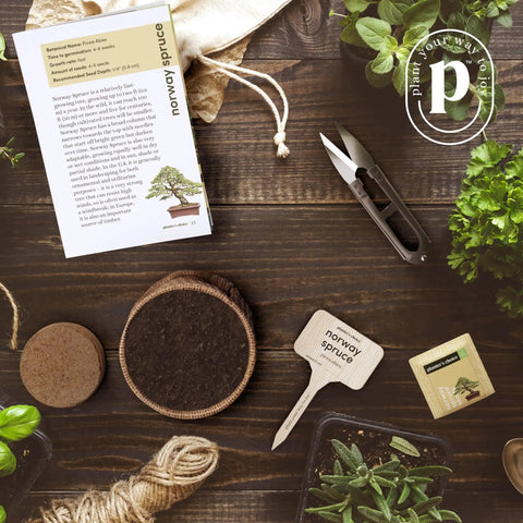All In One Bonsai Growing Kit For Beginners With Seeds Norway Spruce Royal Poinciana Blue Jacaranda And Rocky Mountain Pine Burlap Pots And Easy Care Guide - Great Easter Gift For Women And Men Who Dig Plants A Fun DIY Hobby Kit For Adults with clippers and soil discs on a table.