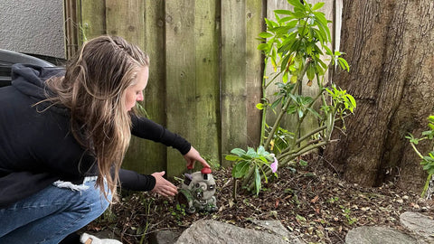 Person placing a Snail Shell Fairy Cottage Solar Powered LED Light in a garden, next to a wooden fence and shrub.