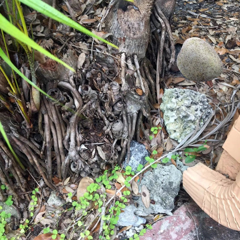 Realistic Outdoor Fake Rock Key Hider Safe Box With Secret Compartment for yard and garden next to tree roots and foliage