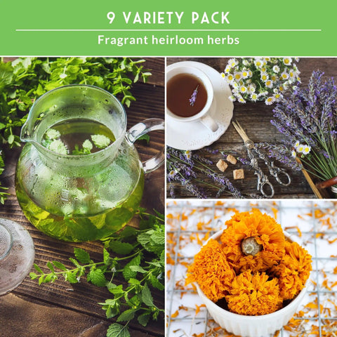 Herbal Tea Seed Pack For Planting With 9 Varieties Heirloom Non GMO Herbs For Teas And Remedies Grow Your Own Natural Remedies Home Apothecary Garden Kit Survival Garden Seeds. Image shows teapot with herbal tea, loose herbs, marigold flowers.