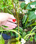 2 GPH Pressure Compensating Drip Emitter in hand, demonstrating spot watering in a garden, surrounded by green plants and flowers