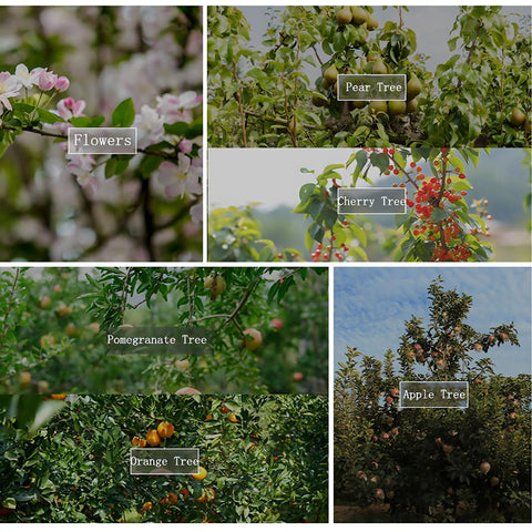 Collage of various trees: pear, cherry, apple, pomegranate, and orange trees with flowers and fruits visible.