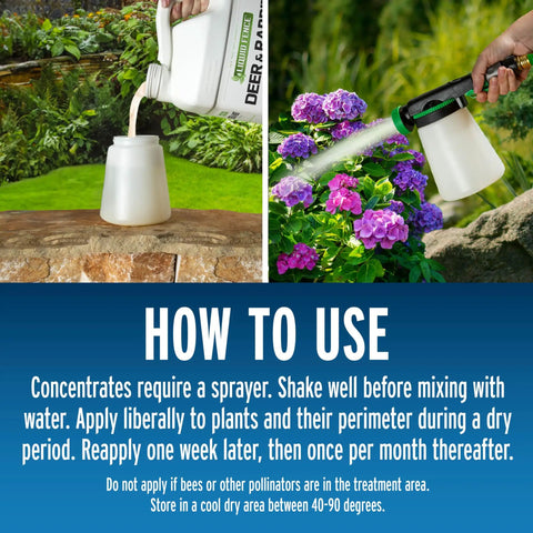 Pouring Deer And Rabbit Repellent Concentrate 40 Ounces Year Round Garden Spray into sprayer for plant protection