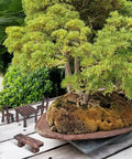 Miniature Fairy Garden Furniture Set Of 10 Resin Tables And Chairs For Terrariums And Dollhouses Rustic Wood Grain Look With Realistic Painted Details