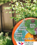 Image of leafy plant with graphic showing fungal diseases targeted by Captain Jacks Copper Fungicide Ready To Use Spray For Organic Gardening 32 Oz Controls Fungal Diseases Safe For Organic Produce Harvest Friendly Quick Knockdown Garden Protection.