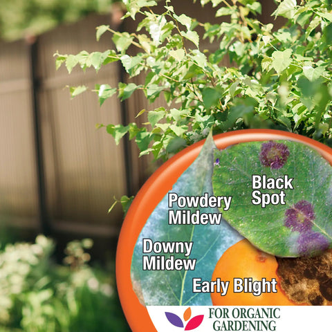Plant diseases targeted by Liquid Copper Fungicide Concentrate for Organic Garden Disease Control 16 Oz, safe for harvest day use.